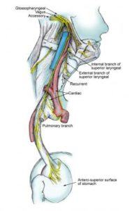 The Important Vagus Nerve and How to Stimulate it to Better Health